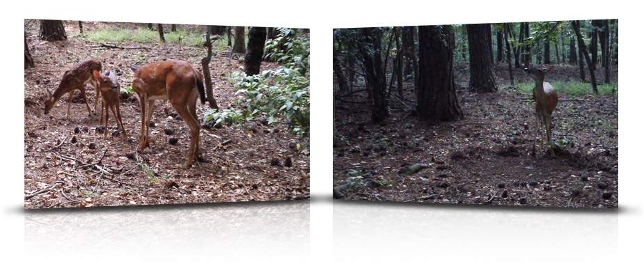 Camera video pentru vanatoare de 12 MP CMOS