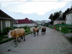Sponsorizare Scoala Gimnaziala Com. Sieut Jud. Bistrita Nasaud