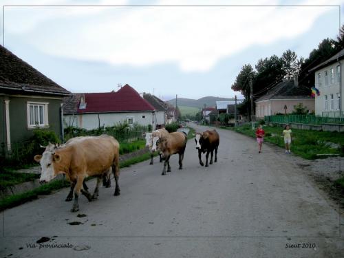 Sponsorizare Scoala Gimnaziala Com. Sieut Jud. Bistrita Nasaud